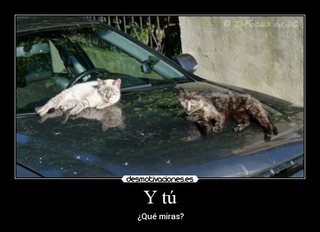 carteles gatos desmotivaciones