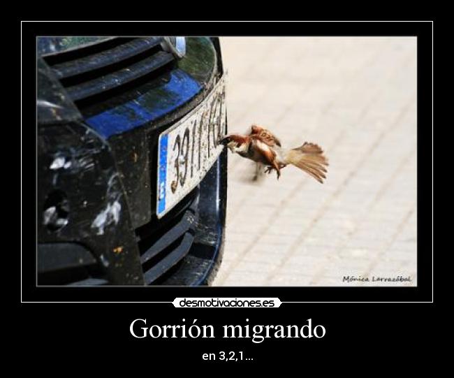 Gorrión migrando - en 3,2,1...