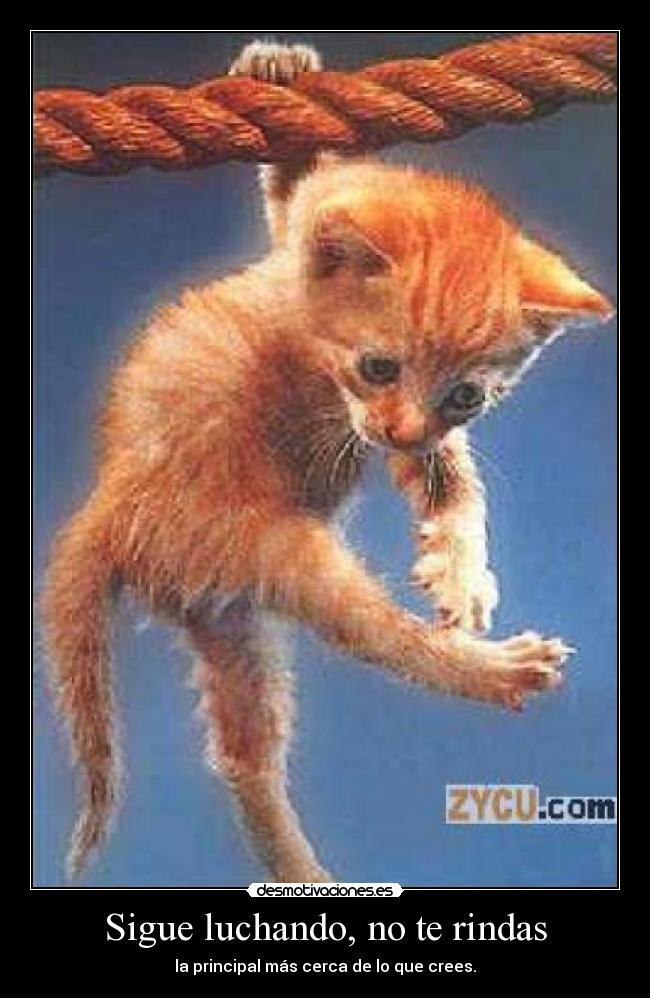 carteles gatos principal desmotivaciones