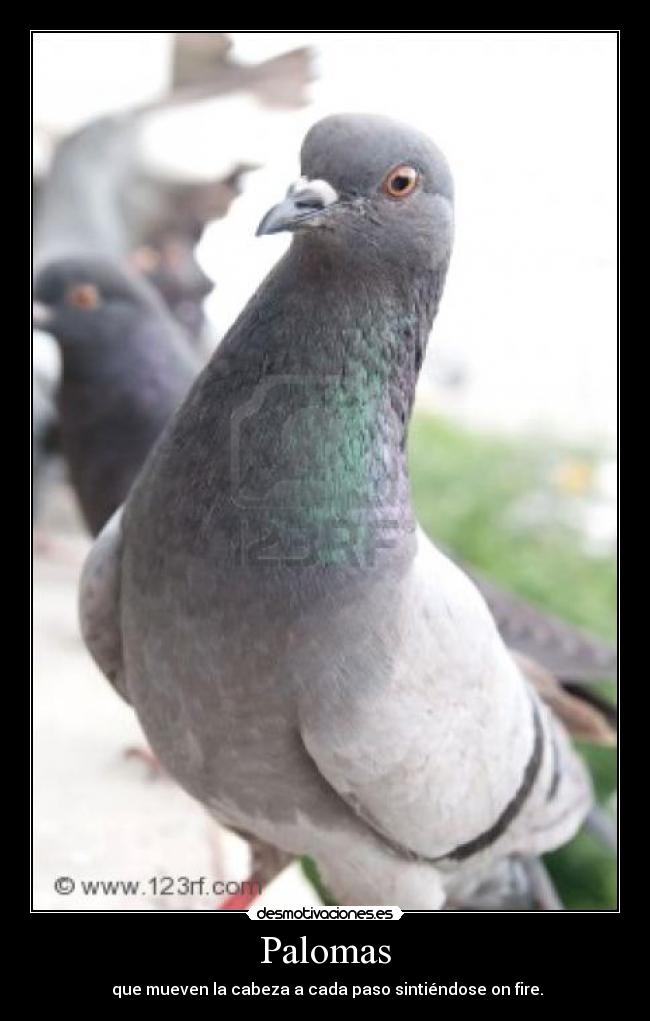Palomas - que mueven la cabeza a cada paso sintiéndose on fire.