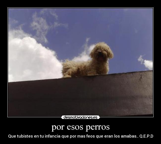 carteles perros desmotivaciones