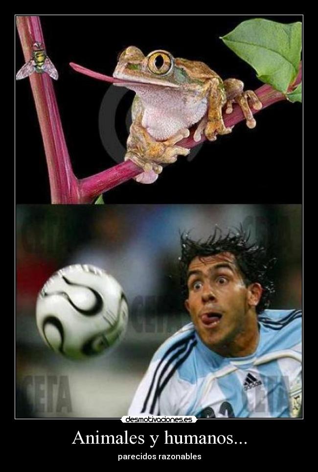 Animales y humanos... - 