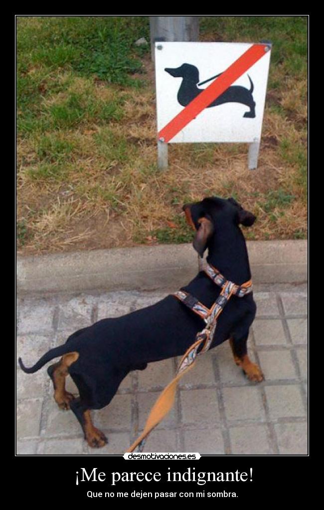 ¡Me parece indignante! - 