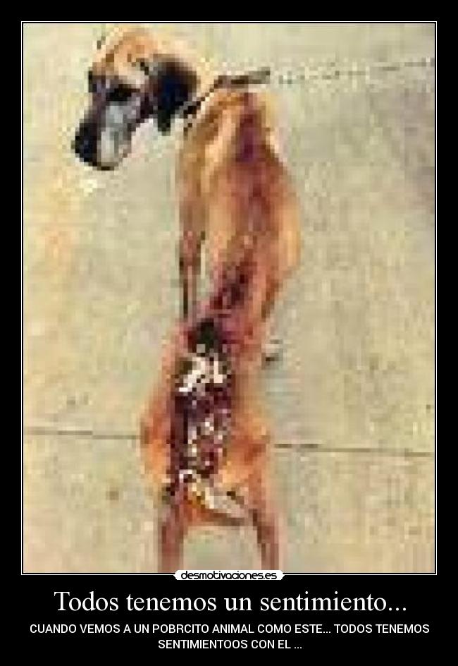 Todos tenemos un sentimiento... - 
