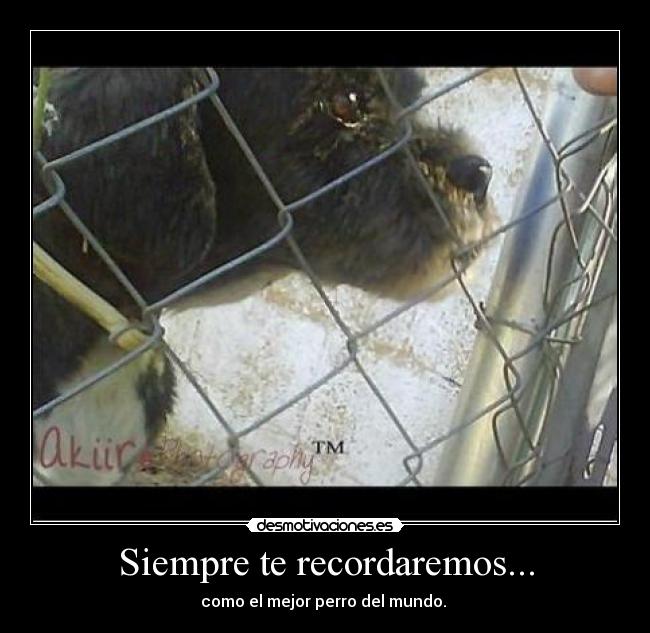 Siempre te recordaremos... - como el mejor perro del mundo.