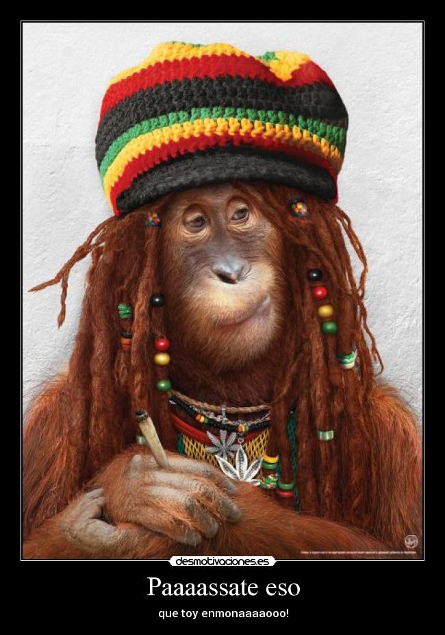 carteles rasta monkey mono maria desmotivaciones