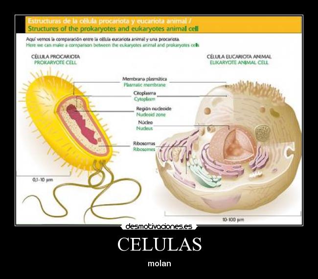 carteles celulaseucariotaprocariota desmotivaciones