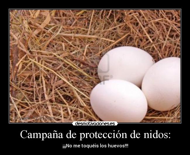 Campaña de protección de nidos: - ¡¡¡No me toquéis los huevos!!!