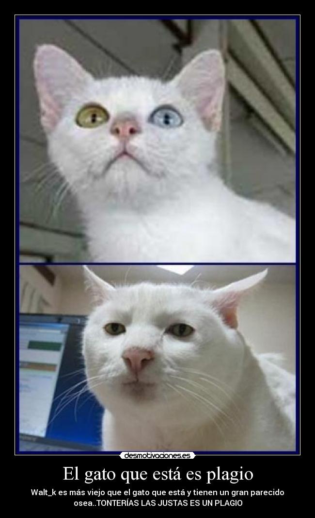 El gato que está es plagio - 