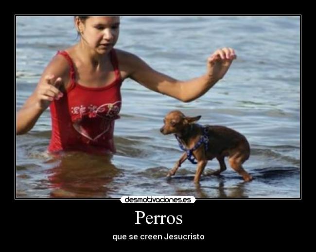 Perros -