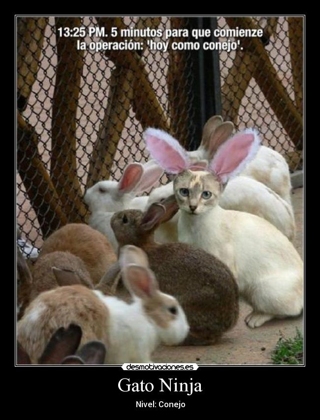 carteles gato ninja desmotivaciones