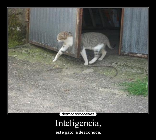 Inteligencia, - este gato la desconoce.