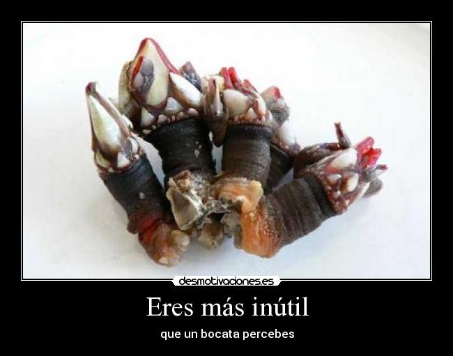 Eres más inútil - que un bocata percebes