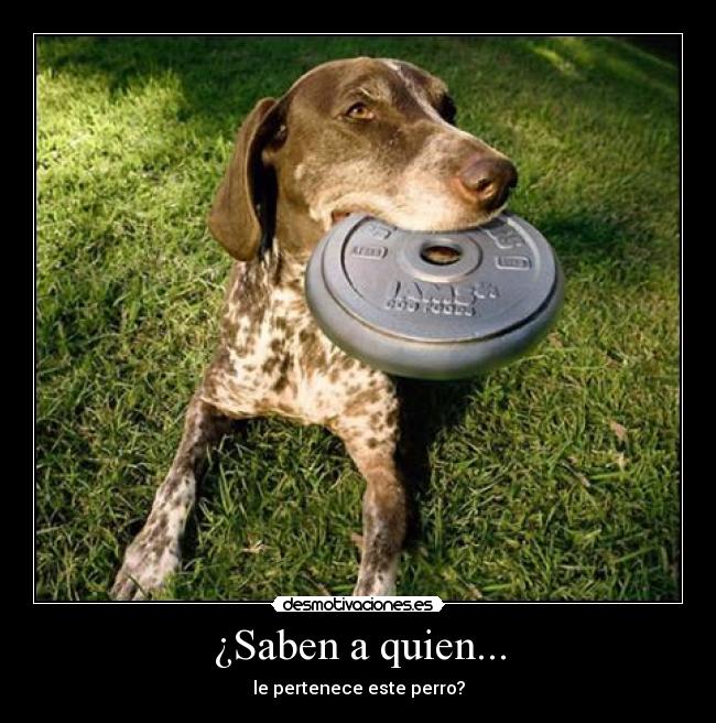 ¿Saben a quien... - 