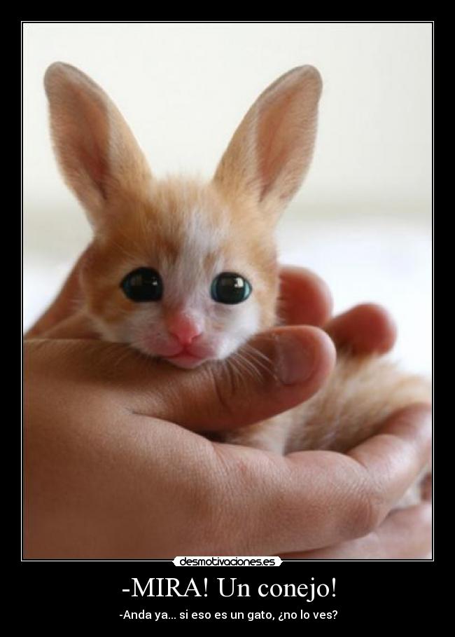 -MIRA! Un conejo! -