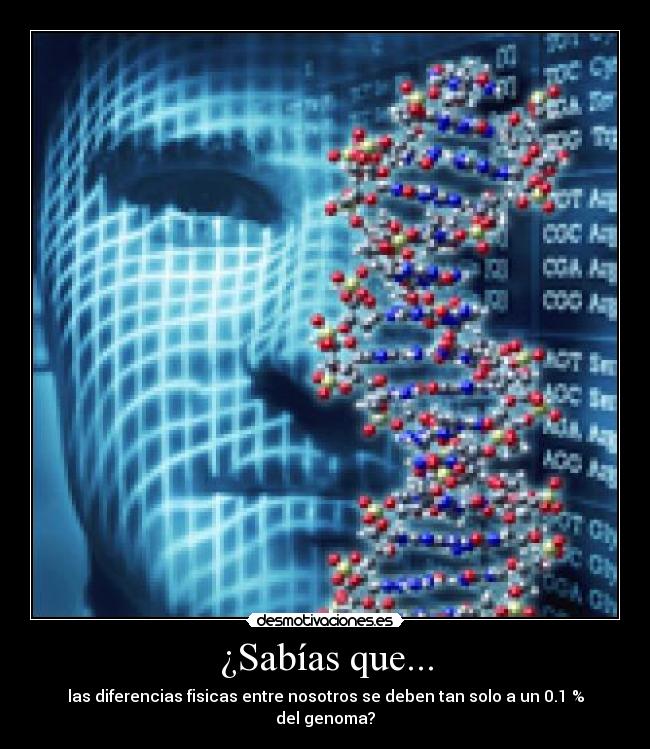 ¿Sabías que... - las diferencias fisicas entre nosotros se deben tan solo a un 0.1 % del genoma?
