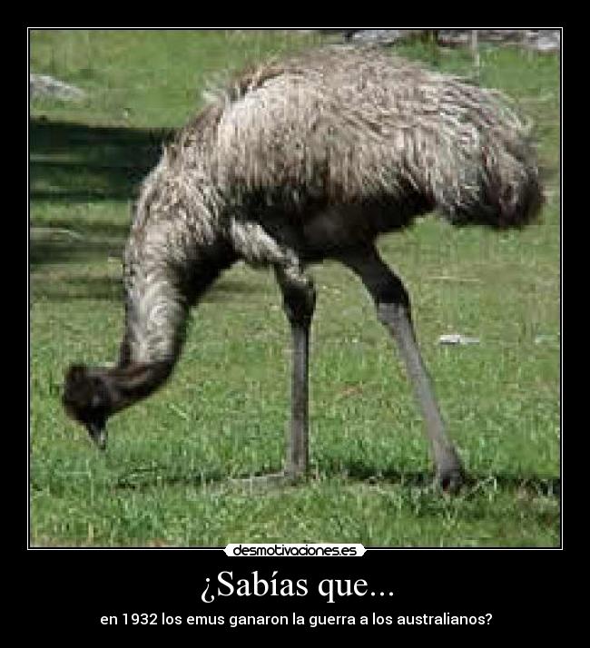 ¿Sabías que... - en 1932 los emus ganaron la guerra a los australianos?