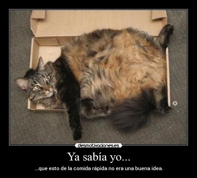 carteles gatoscomida rapida desmotivaciones