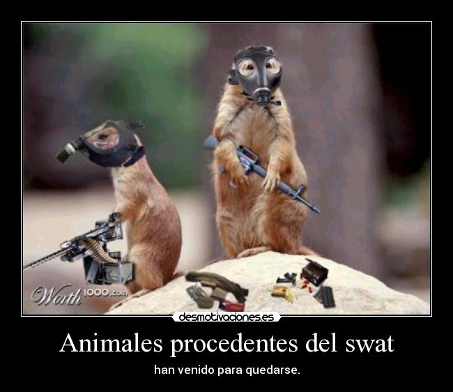 Animales procedentes del swat - han venido para quedarse.