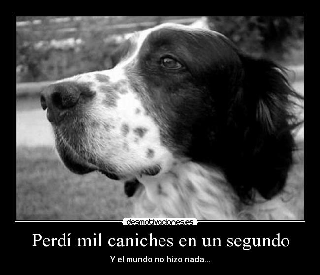 Perdí mil caniches en un segundo - Y el mundo no hizo nada...