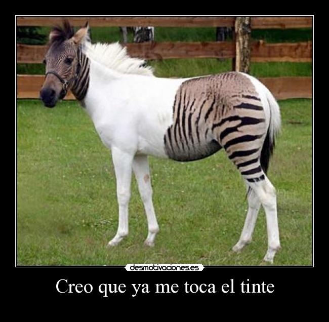 Creo que ya me toca el tinte -