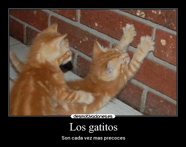 Los gatitos - Son cada vez mas precoces
