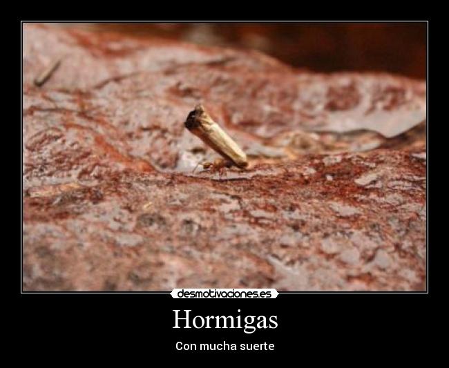 Hormigas -
