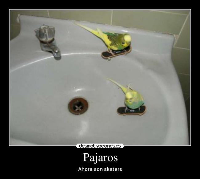 Pajaros - Ahora son skaters