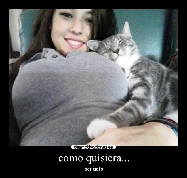 como quisiera... - ser gato