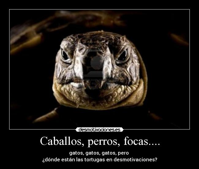 Caballos, perros, focas.... - gatos, gatos, gatos, pero 
¿dónde están las tortugas en desmotivaciones?