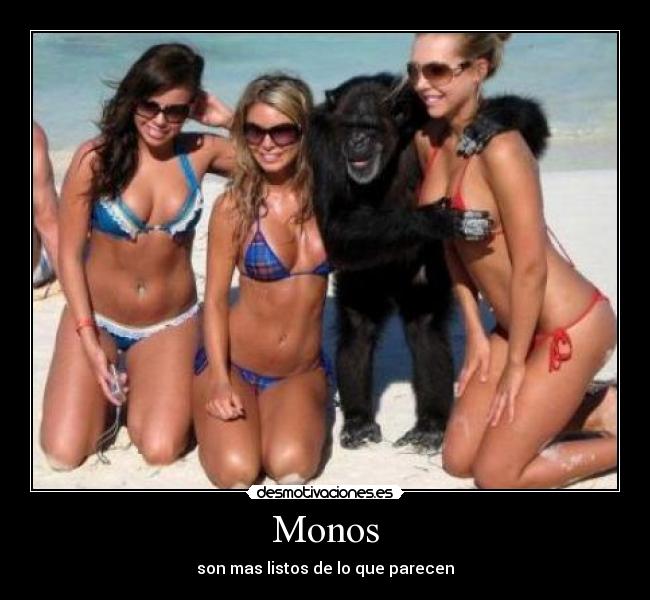 Monos - son mas listos de lo que parecen