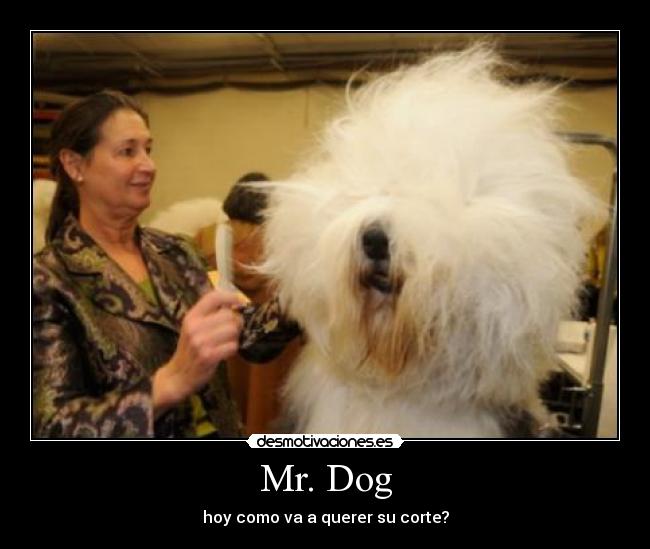 carteles dog desmotivaciones