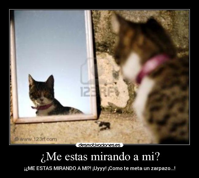 ¿Me estas mirando a mi? - ¡¿ME ESTAS MIRANDO A MI?! ¡Uyyy! ¡Como te meta un zarpazo...!