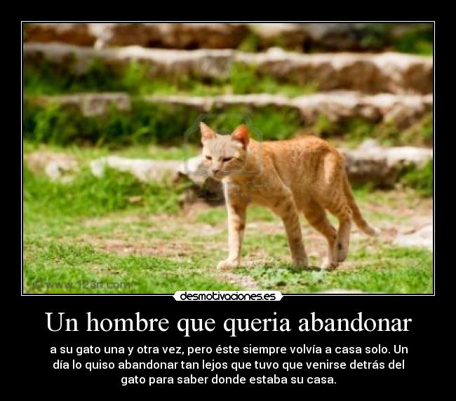 carteles gatosdemasiado listo desmotivaciones