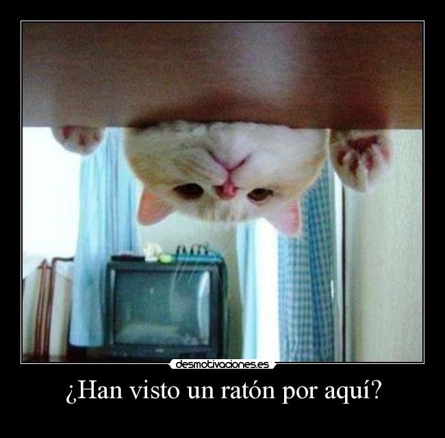 carteles gato curioso desmotivaciones