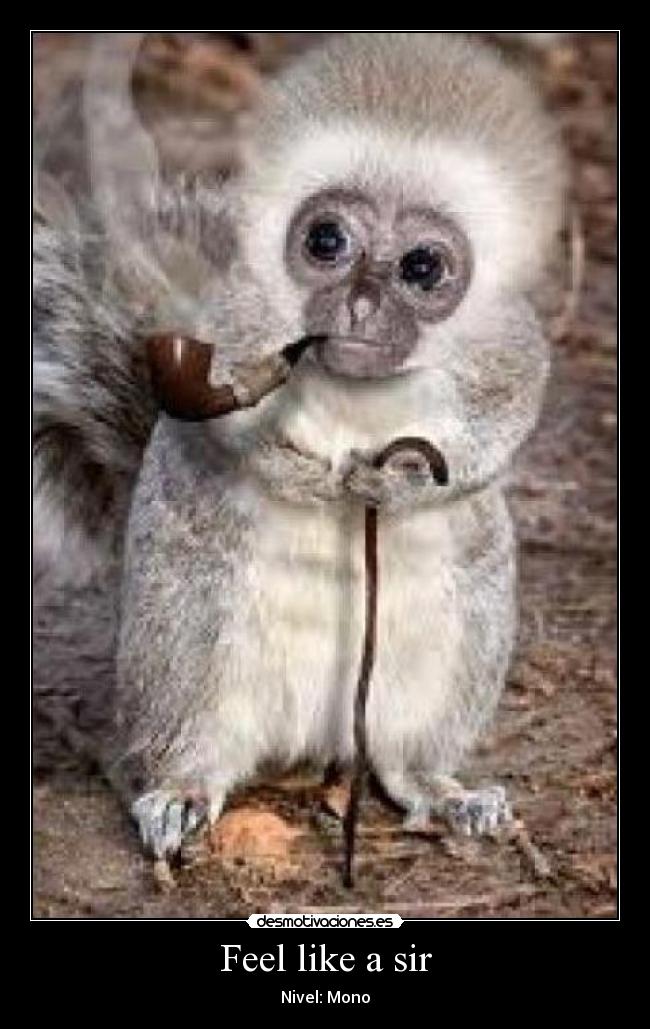 Feel like a sir - Nivel: Mono