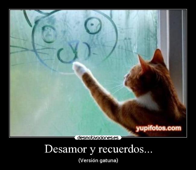 Desamor y recuerdos... - (Versión gatuna)