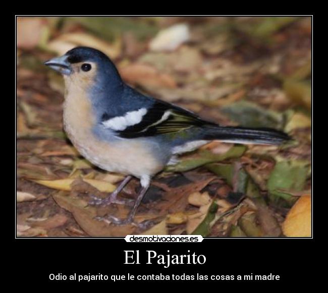 El Pajarito - 