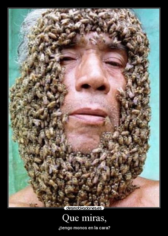 Que miras, - ¿tengo monos en la cara?