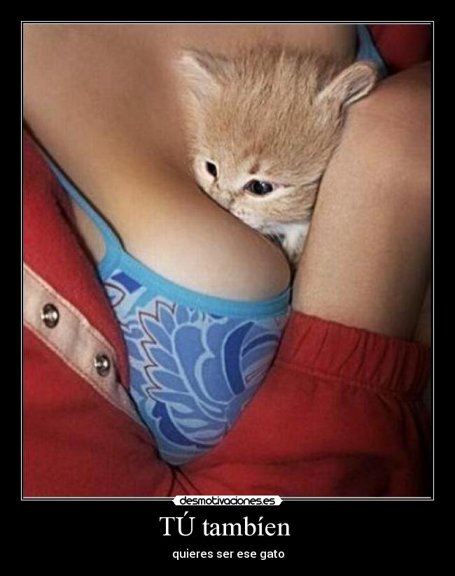 TÚ tambíen - quieres ser ese gato