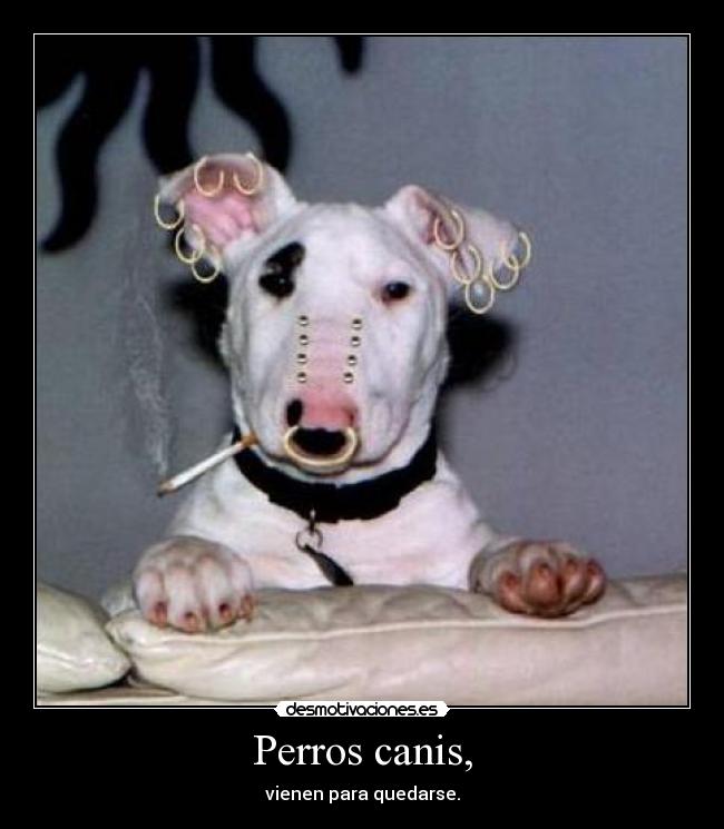 Perros canis, -