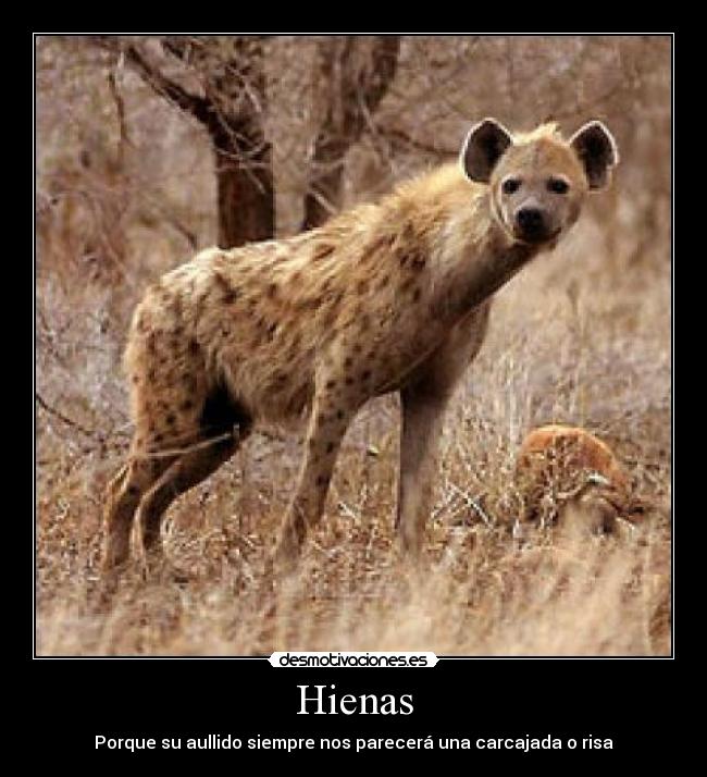 Hienas - Porque su aullido siempre nos parecerá una carcajada o risa