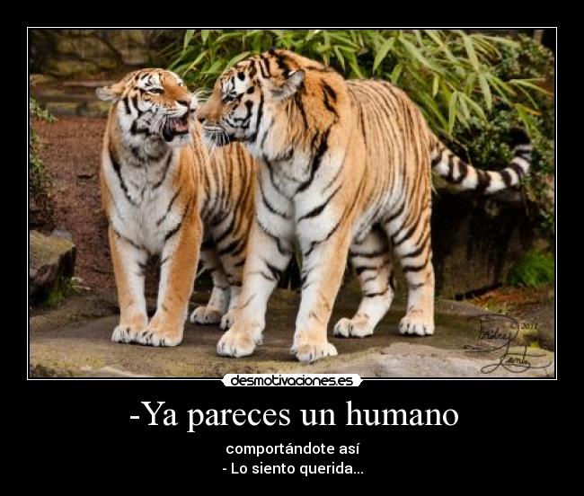 -Ya pareces un humano - comportándote así
- Lo siento querida...