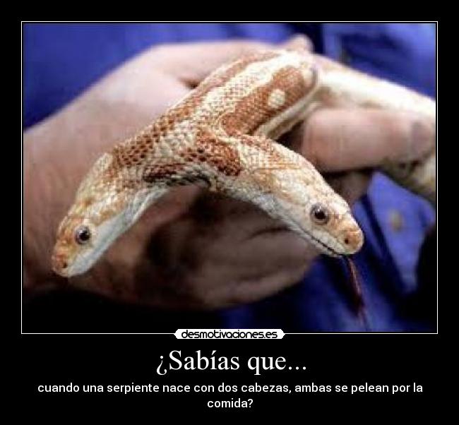 ¿Sabías que... - cuando una serpiente nace con dos cabezas, ambas se pelean por la comida?