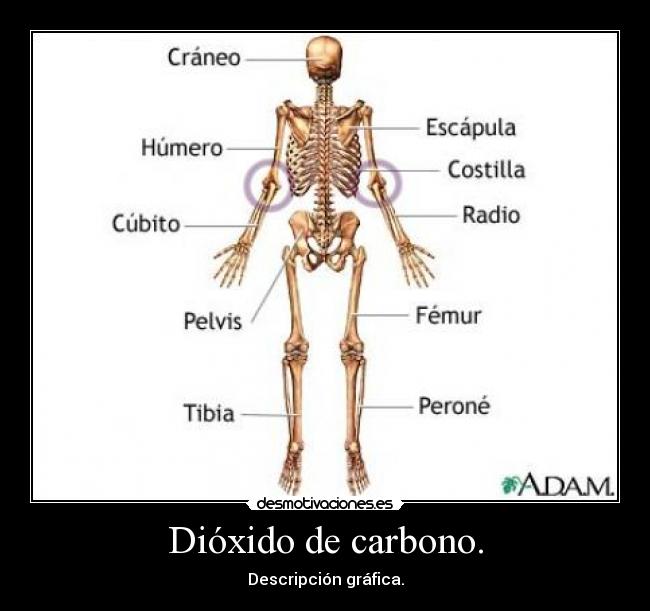 Dióxido de carbono. - Descripción gráfica.
