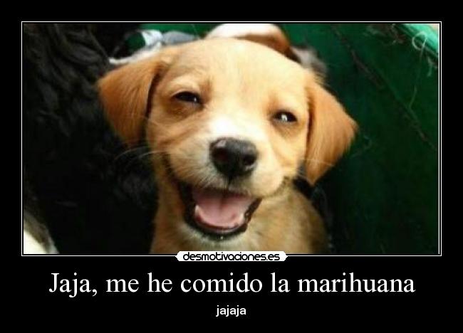 Jaja, me he comido la marihuana -