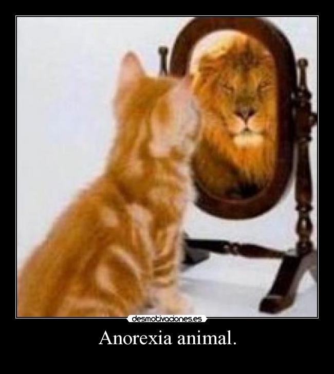 Anorexia animal. Desmotivaciones