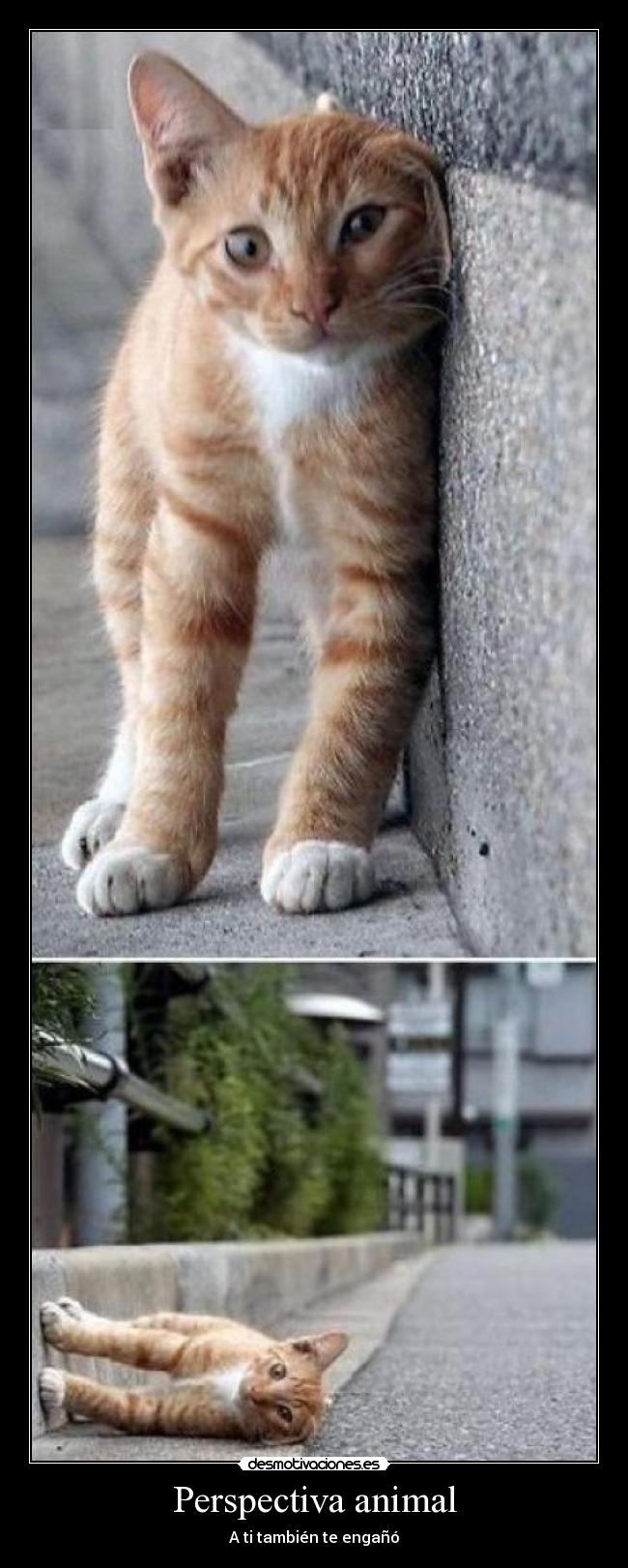 Perspectiva animal -