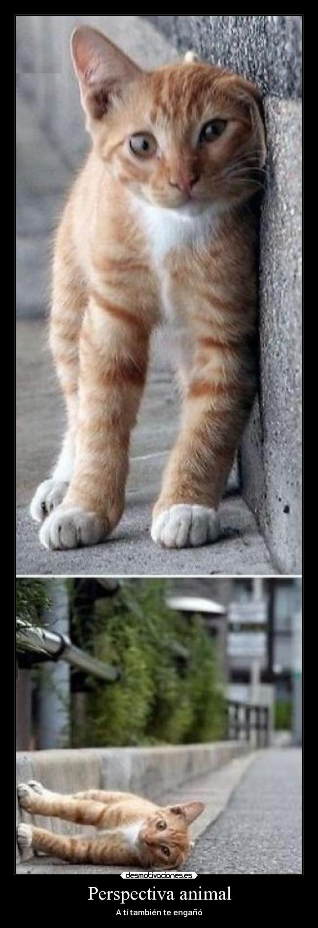 Perspectiva animal - A tí también te engañó