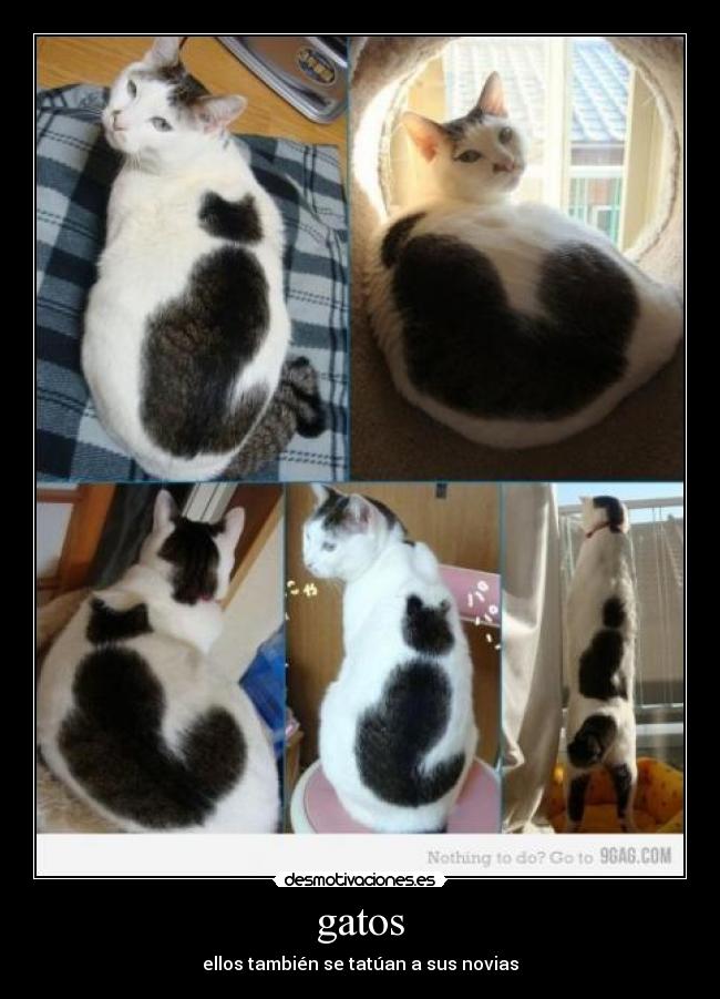 gatos - ellos también se tatúan a sus novias